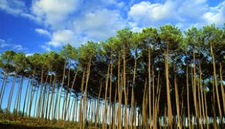 La forêt de pins de Seignosse